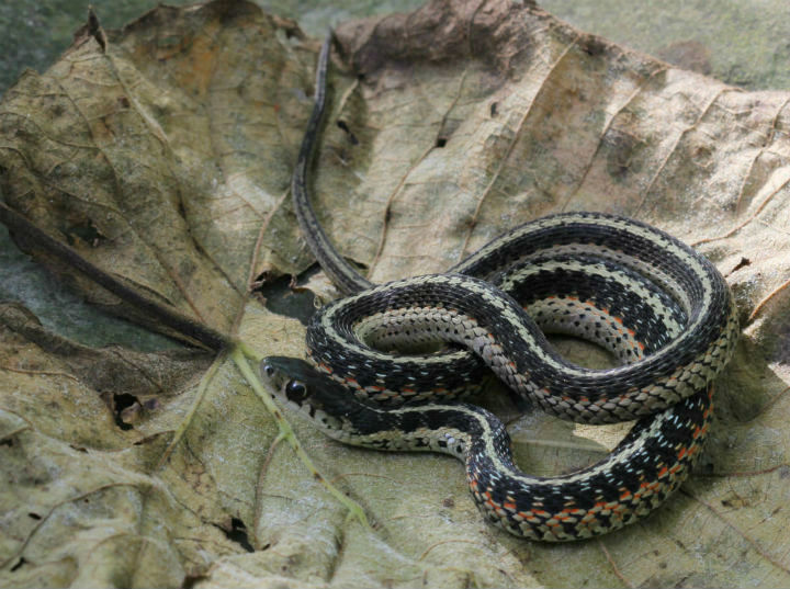 Eastern Garter Snake